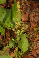 Rumex conglomeratus