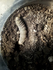 Psilogramma menephron