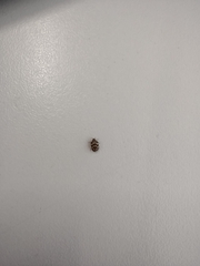 Dermestidae