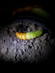 Psilogramma menephron