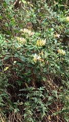 Lonicera periclymenum