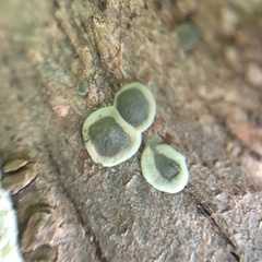 Chlorosplenium chlora