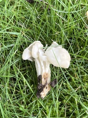 Helvella crispa