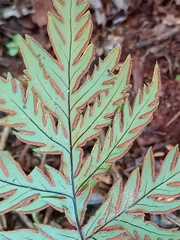 Doryopteris concolor