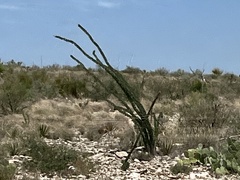 Fouquieria splendens