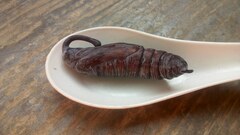 Psilogramma menephron