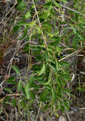Jasminum didymum racemosum