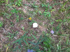 Lycoperdon pratense