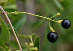 Jasminum didymum racemosum
