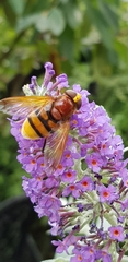 Volucella zonaria