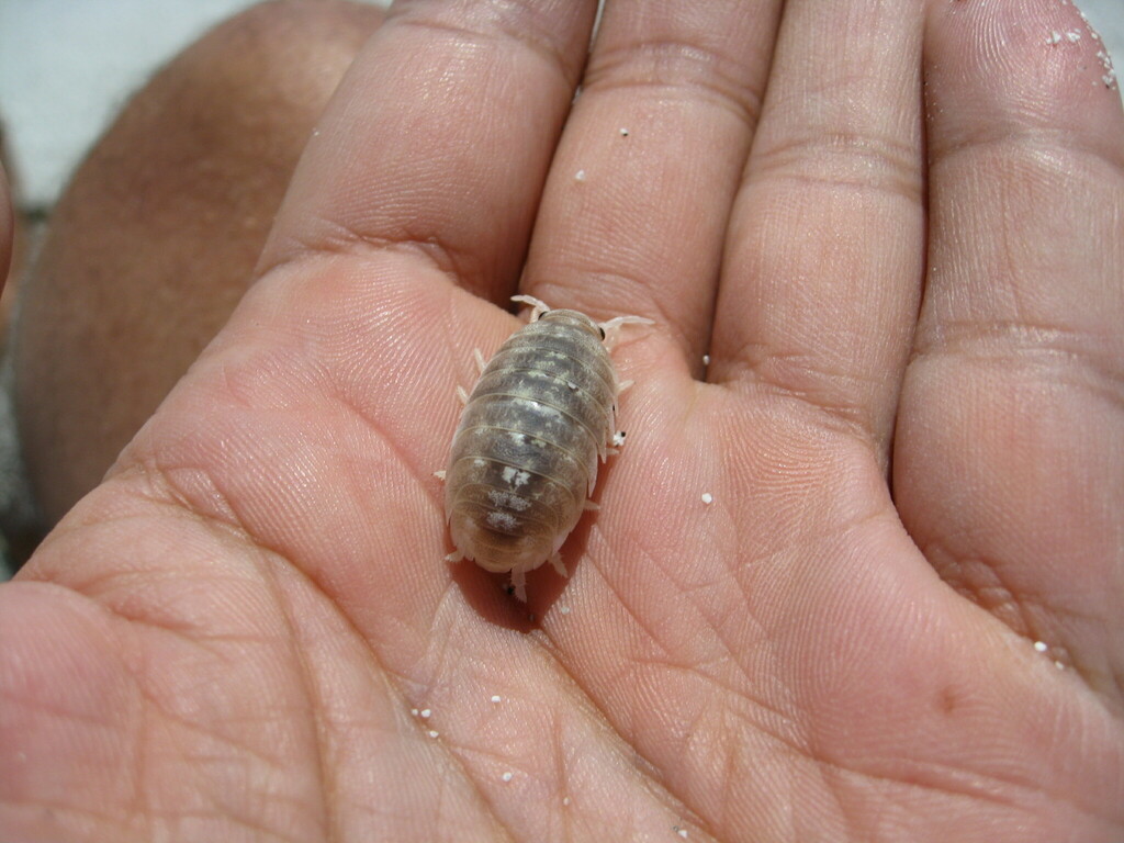 Tylos spinulosus