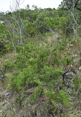 Jasminum didymum racemosum