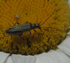 Oedemera flavipes