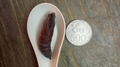 Psilogramma menephron