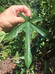 Ficus
