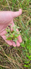 Pycnanthemum muticum