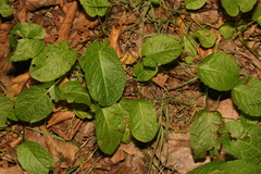 Bistorta officinalis
