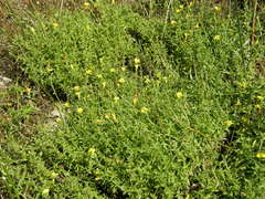 Gratiola aurea