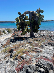 Opuntia galapageia