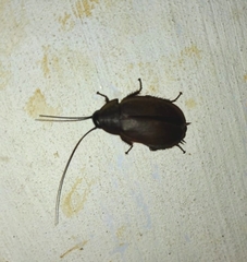 Diploptera