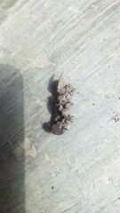 Psilogramma menephron