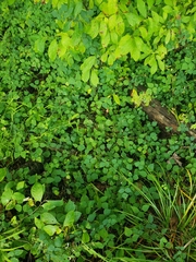 Amphicarpaea bracteata