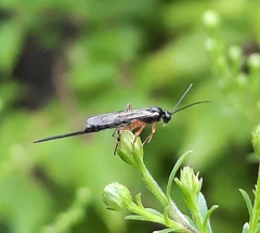 Itoplectis conquisitor