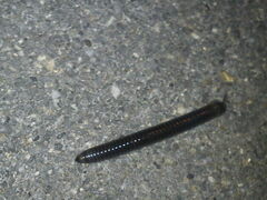 Cylindroiulus caeruleocinctus