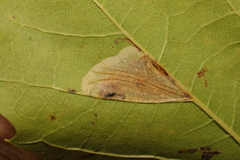 Phyllonorycter platani