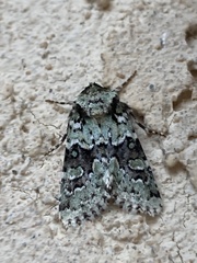 Lacinipolia implicata