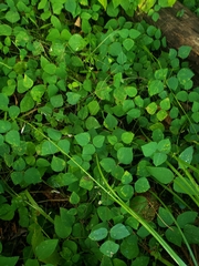 Amphicarpaea bracteata