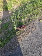 Tachyglossus aculeatus