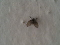 Clogmia albipunctata