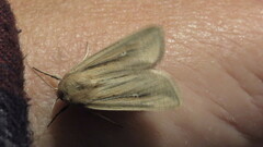 Leucania phragmitidicola