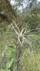Anaphalis longifolia