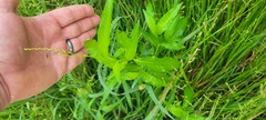 Persicaria virginiana