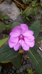 Impatiens platypetala