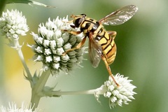 Milesia virginiensis