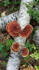 Daedaleopsis tricolor