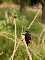Hycleus biundulatus