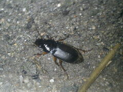 Harpalus