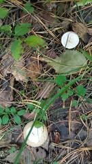 Lycoperdon excipuliforme