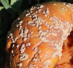 Penicillium digitatum