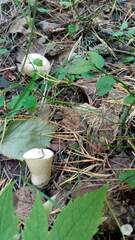 Lycoperdon excipuliforme