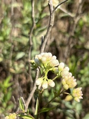 Baccharis glutinosa