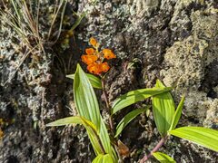Elleanthus aurantiacus