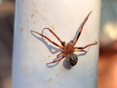 Larinioides cornutus