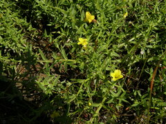 Gratiola aurea