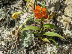 Elleanthus aurantiacus