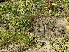 Panicum dichotomiflorum